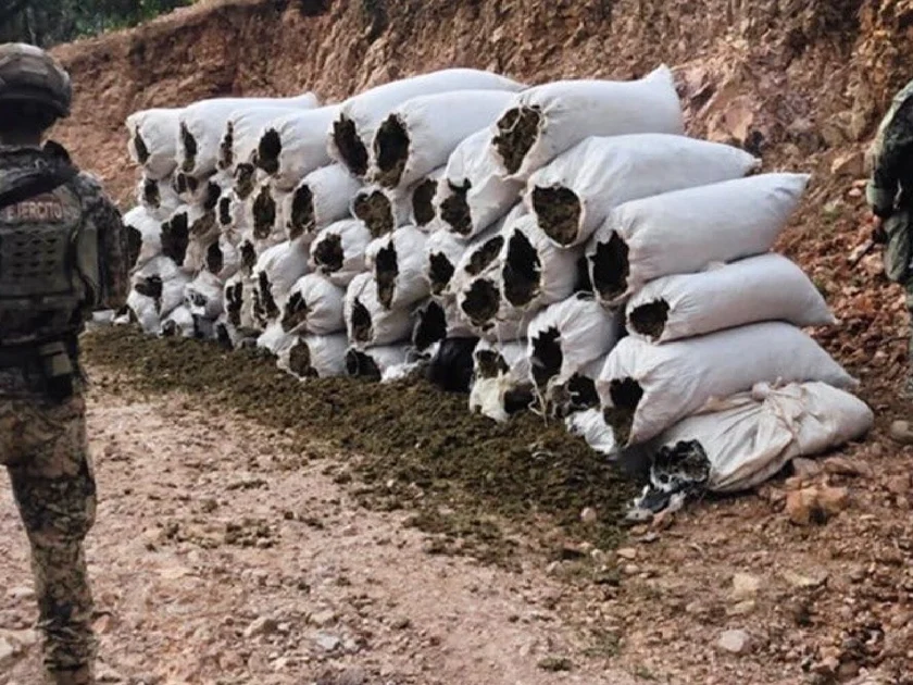 Operativo Seguridad Sinaloa Narco decomiso mariguana armas (@OHarfuch/x)