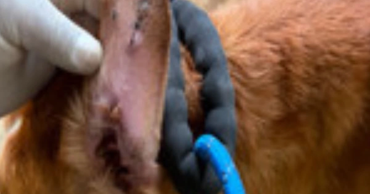 Rescate maltrato animal La Granja de Chopos Ixtapaluca Edomex (FGJEM)