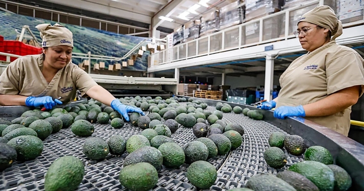 En California pretenden aprovechar T-MEC para imponer mayor arancel al oro verde mexicano. Crédito: Reuters / El Economista