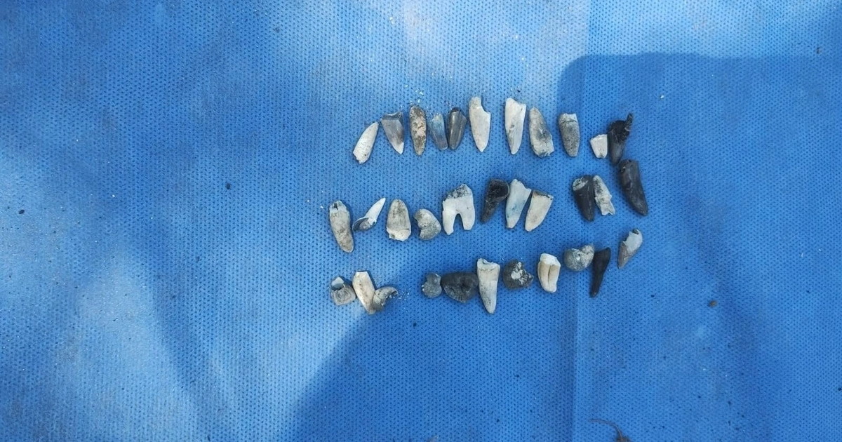 También fueron encontrados restos de dientes (especial)
