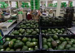 EEUU deja de importar aguacate mexicano por alerta de seguridad en Michoacán