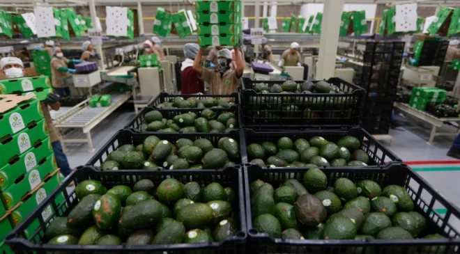 EEUU deja de importar aguacate mexicano por alerta de seguridad en Michoacán