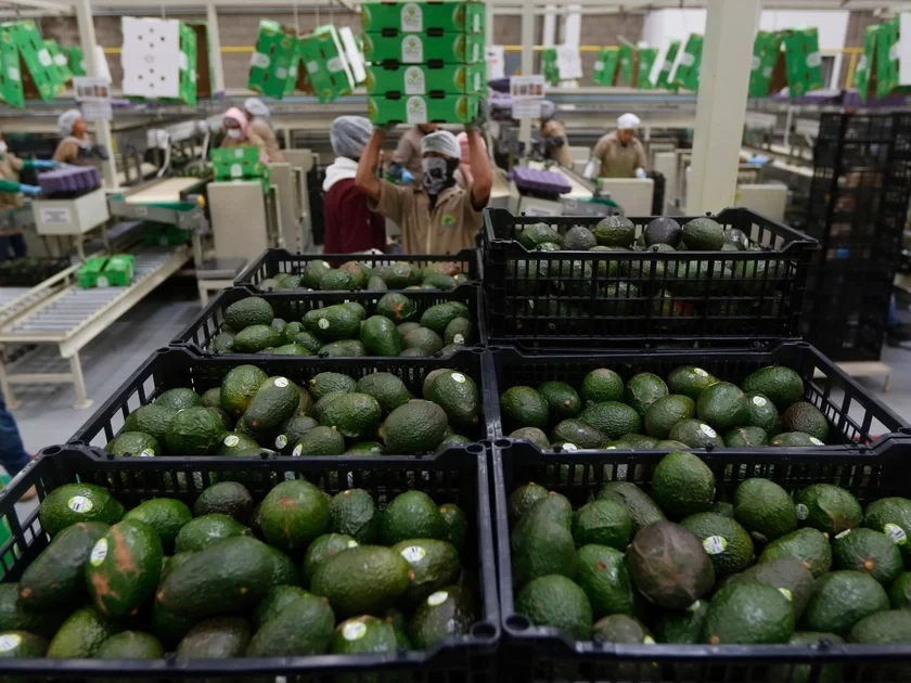 Fotografía de archivo de aguacate empacado EFE