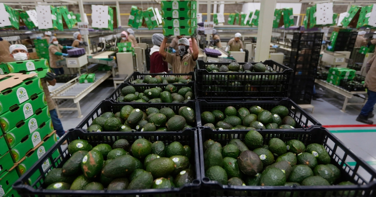 Fotografía de archivo de aguacate empacado EFE