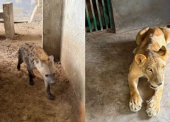Megaoperativo contra el Cártel del Golfo destapa rancho con 135 animales exóticos en Tamaulipas: les arrebatan hienas, tigres y un camello
