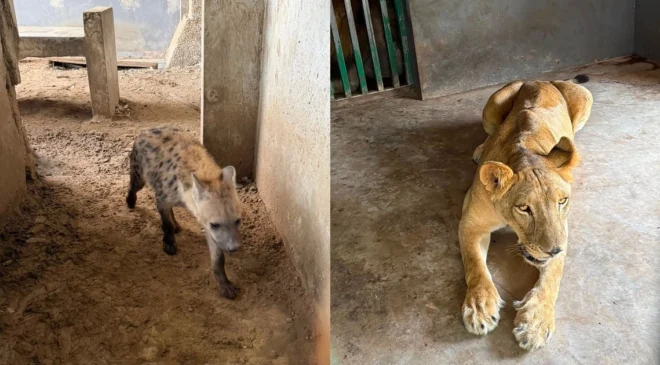 Megaoperativo contra el Cártel del Golfo destapa rancho con 135 animales exóticos en Tamaulipas: les arrebatan hienas, tigres y un camello