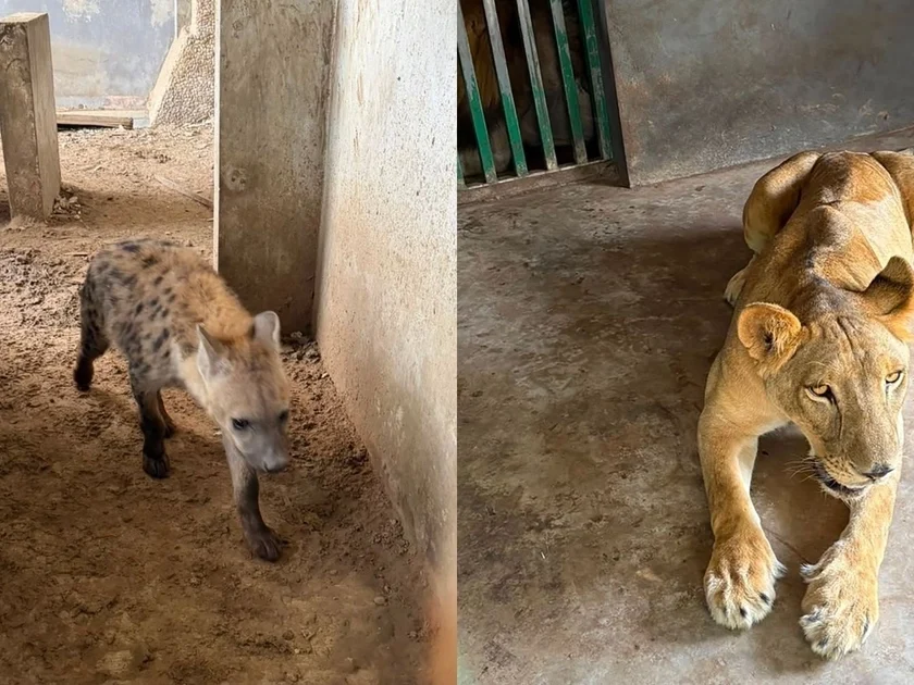 Las autoridades informaron que al menos 35 de los animales se encuentran en riesgo conforme a la NOM-059-SEMARNAT-210. Foto: SSPC