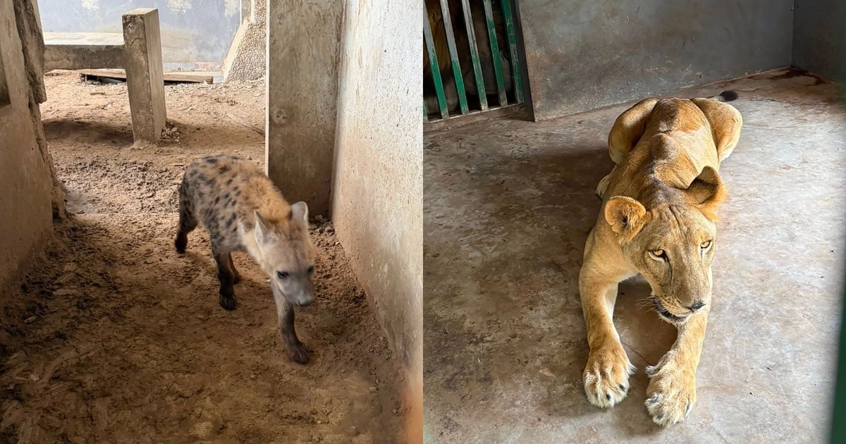 Las autoridades informaron que al menos 35 de los animales se encuentran en riesgo conforme a la NOM-059-SEMARNAT-210. Foto: SSPC
