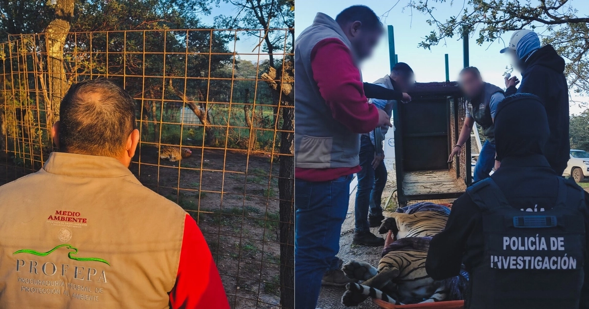 Tigre de Bengala es hallado con lesiones y deshidratación en narcocampamento de Fresnillo, Zacatecas. (Foto: Profepa)
