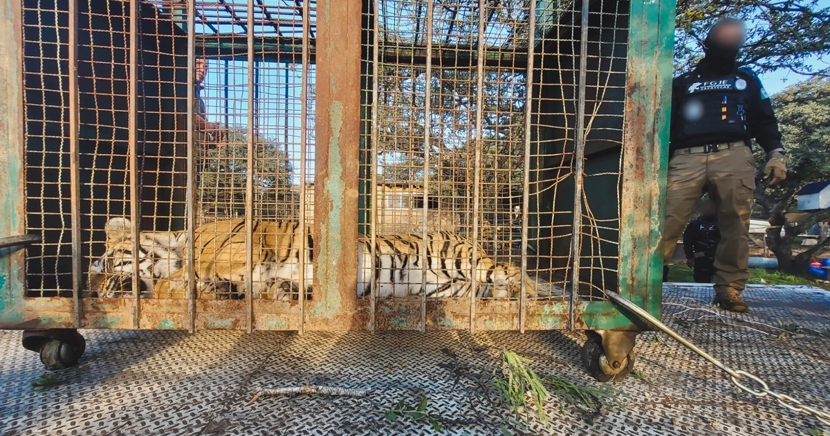 Tigre de Bengala es hallado con lesiones y deshidratación en narcocampamento de Fresnillo, Zacatecas. (Foto: Profepa)