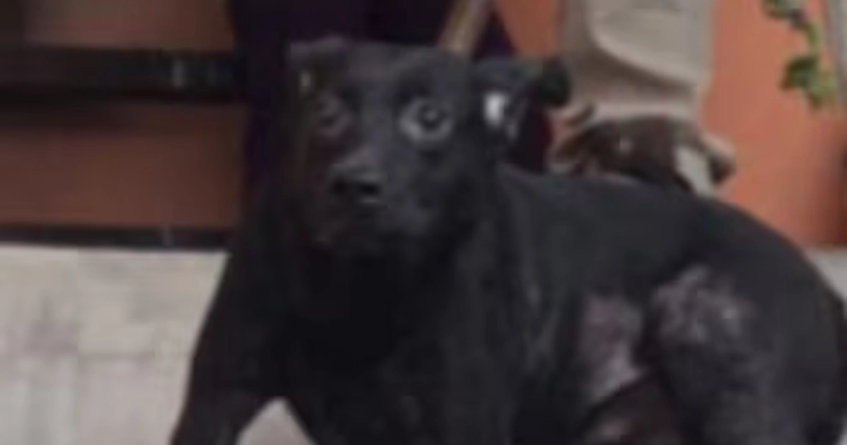 Tras cateo, autoridades rescataron a 20 perros y gatos víctimas de maltrato en Jalisco. Fiscalía de Jalisco.