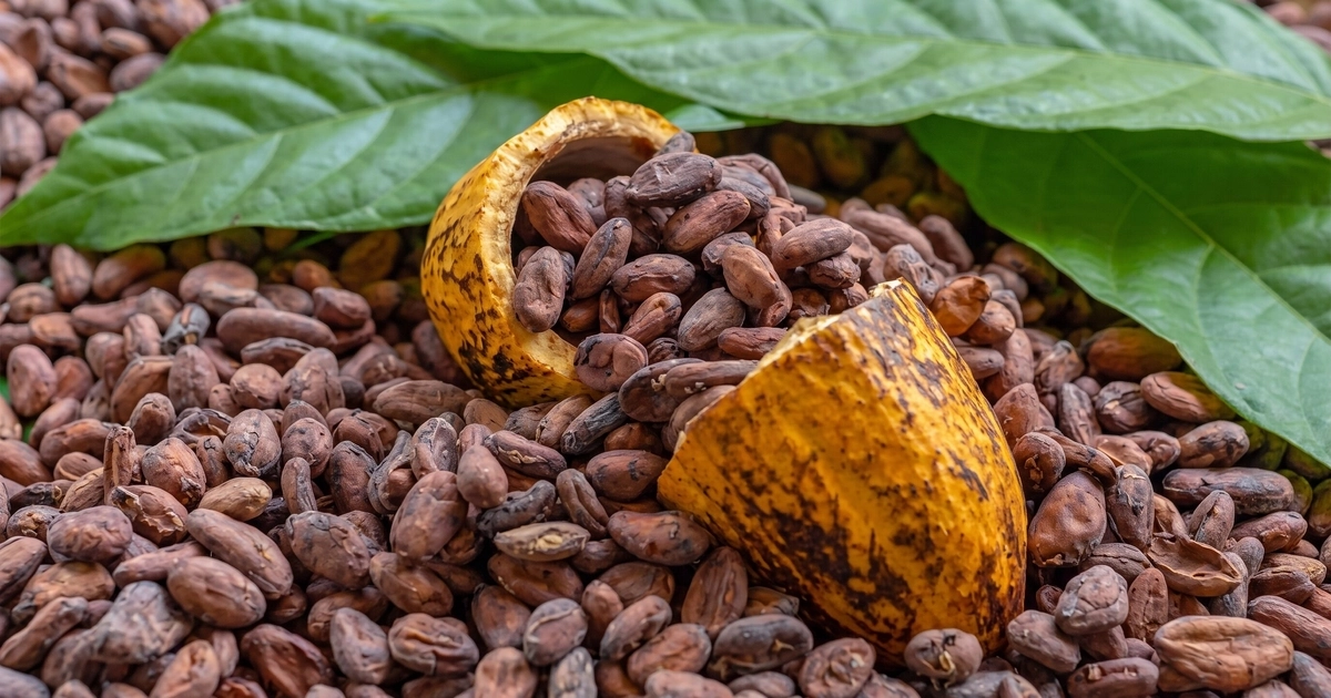 Granos de cacao seco esparcidos, vaina de cacao abierta con semillas de cacao y hojas verdes en el fondo.
