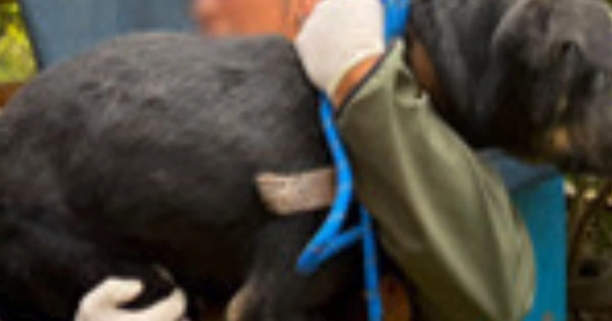 Rescate maltrato animal La Granja de Chopos Ixtapaluca Edomex (FGJEM)