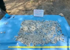 Hallazgo impactante: dan con más de 100 restos óseos y 30 piezas dentales