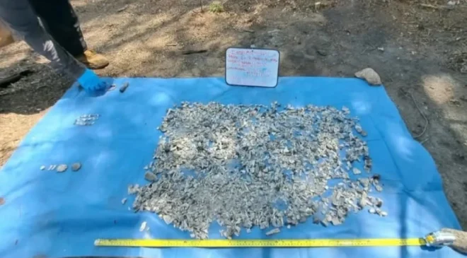 Hallazgo impactante: dan con más de 100 restos óseos y 30 piezas dentales