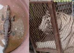 Rescatan a tigre de Bengala y cocodrilo que vivían en autolavado de Chihuahua