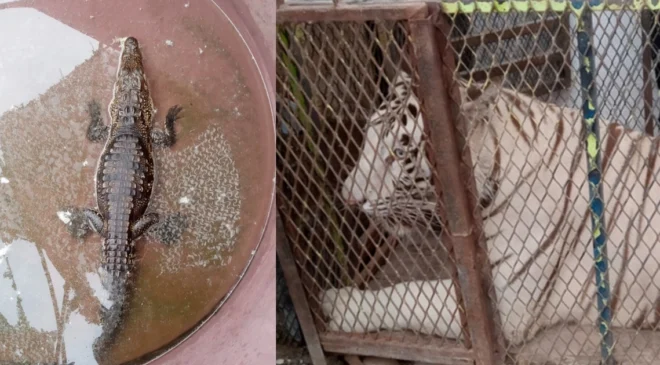 Rescatan a tigre de Bengala y cocodrilo que vivían en autolavado de Chihuahua