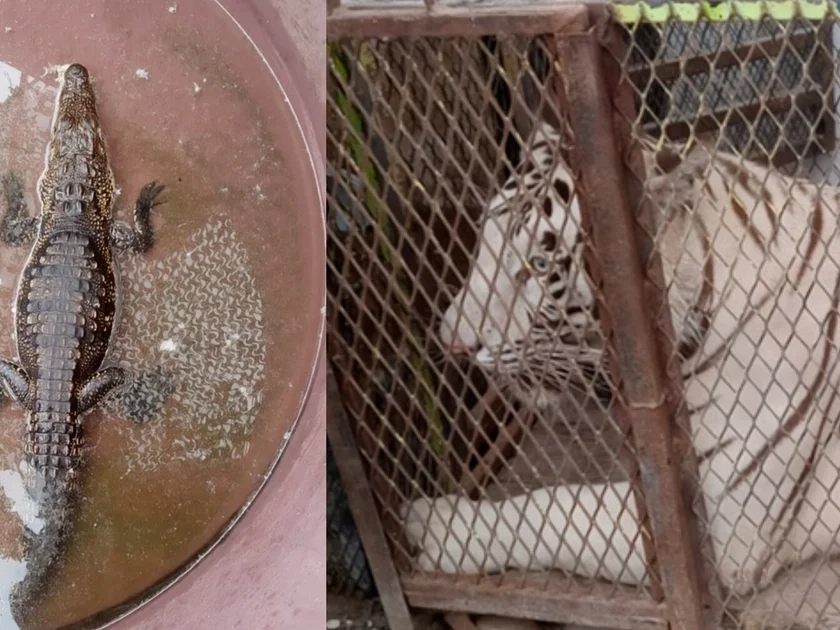 Profepa asegura a un tigre de bengala y a un cocodrilo