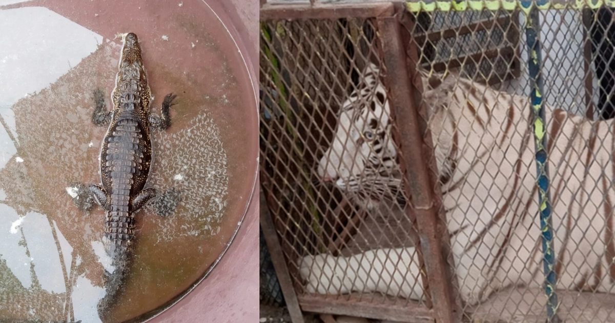 Profepa asegura a un tigre de bengala y a un cocodrilo