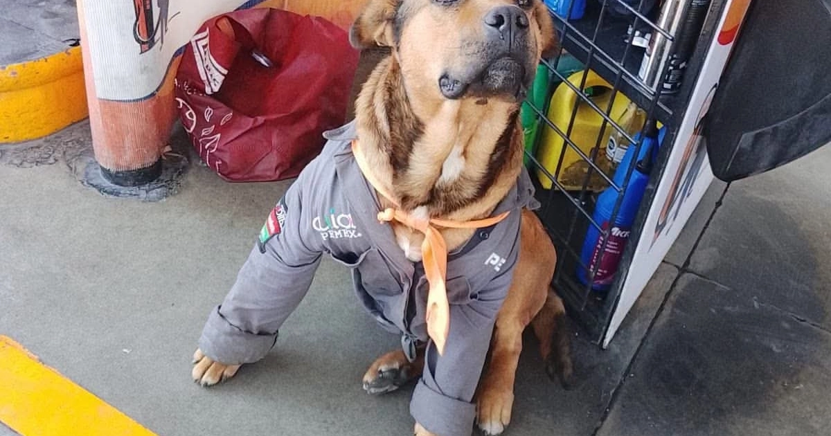 El animal había conquistado a clientes y trabajadores con su uniforme y su peculiar historia de vida antes de morir tras ser atropellado.