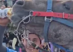 Un hombre es investigado por darle cerveza a un caballo en Puebla; provoca indignación en redes