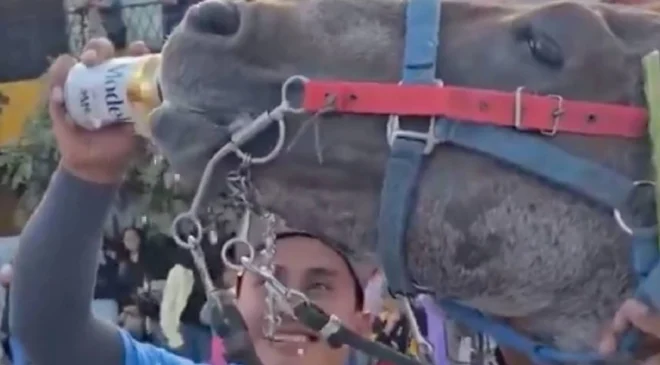 Un hombre es investigado por darle cerveza a un caballo en Puebla; provoca indignación en redes
