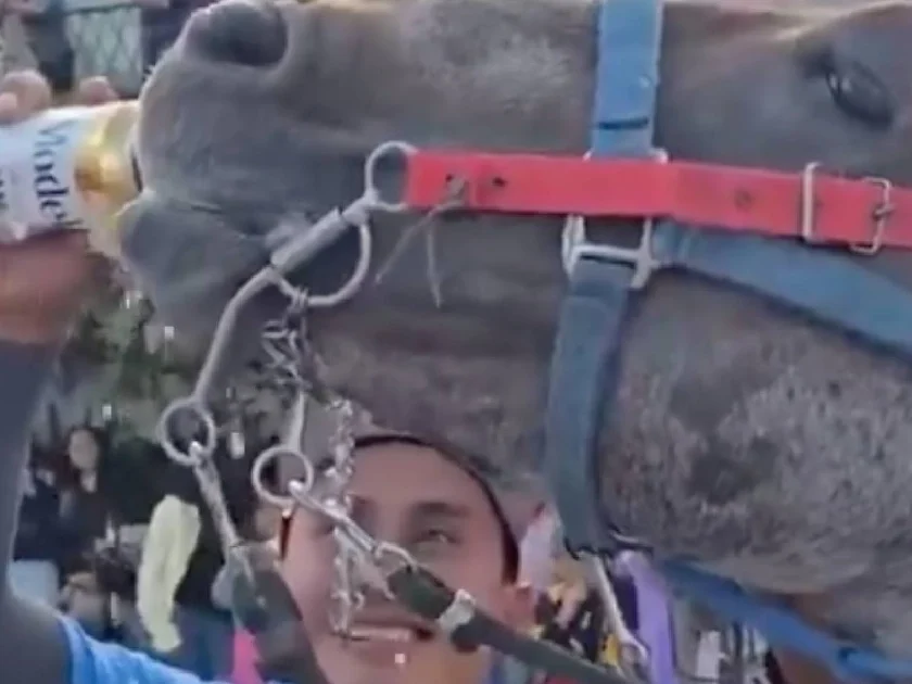 Un hombre presuntamente le dio de beber alcohol a un caballo en Puebla. (Captura de video).