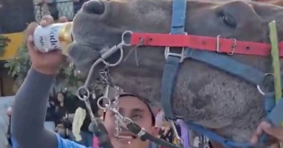 Un hombre presuntamente le dio de beber alcohol a un caballo en Puebla. (Captura de video).