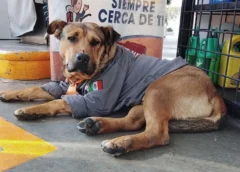 Atropellan y matan a “Solovino”, el perrito que trabajaba en una gasolinera de Toluca