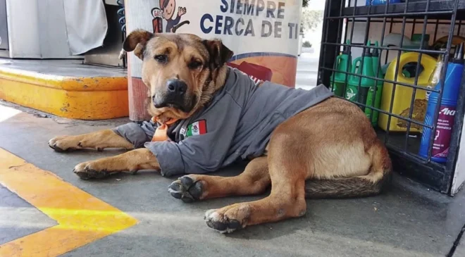 Atropellan y matan a “Solovino”, el perrito que trabajaba en una gasolinera de Toluca