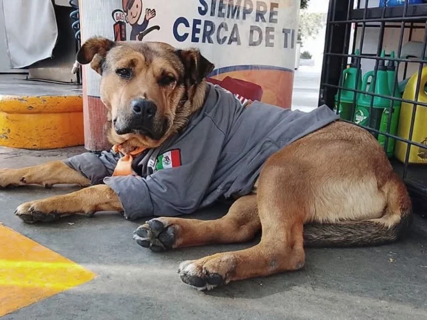El famoso can fue atropellado mientras descansaba en el lugar que se había convertido en su hogar y ahora internautas piden justicia.