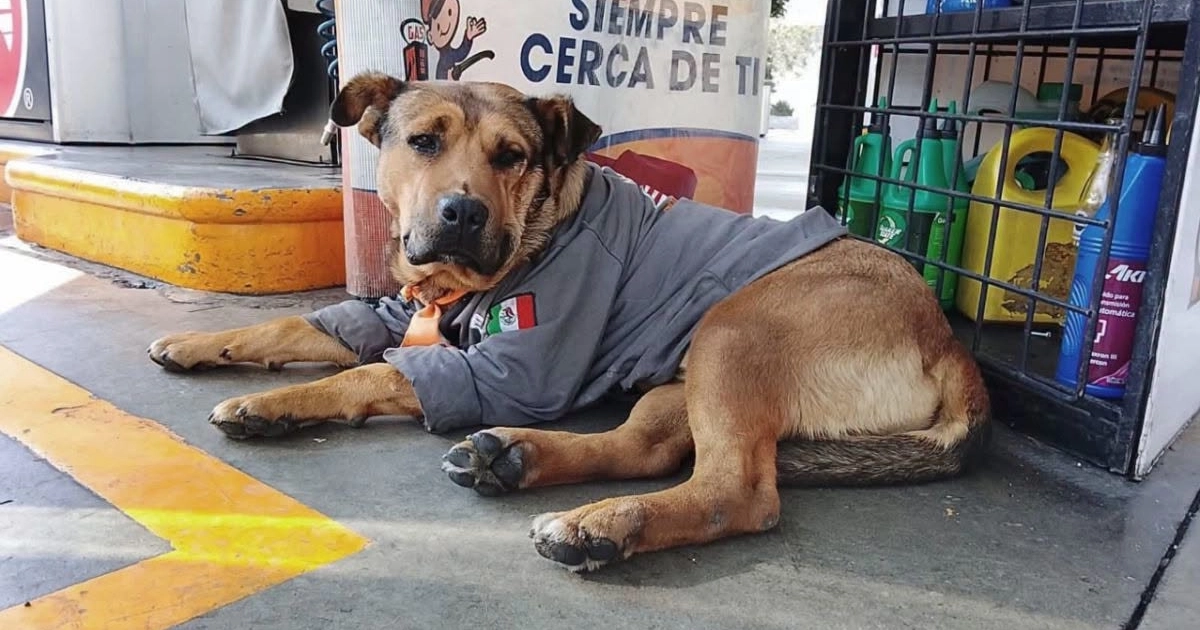 El famoso can fue atropellado mientras descansaba en el lugar que se había convertido en su hogar y ahora internautas piden justicia.