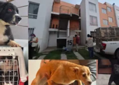 Cateo policial frena la crueldad: liberan a 20 perros y gatos