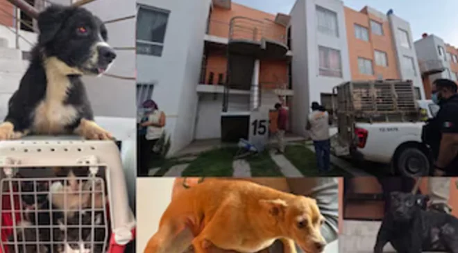 Cateo policial frena la crueldad: liberan a 20 perros y gatos