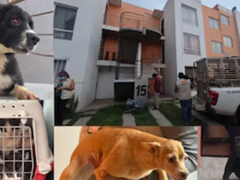 Tras cateo, autoridades rescataron a 20 perros y gatos víctimas de maltrato en Jalisco. Fiscalía de Jalisco