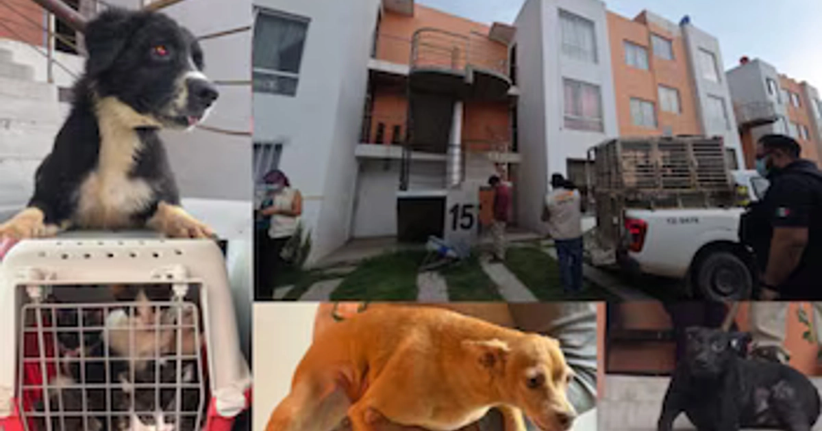 Tras cateo, autoridades rescataron a 20 perros y gatos víctimas de maltrato en Jalisco. Fiscalía de Jalisco