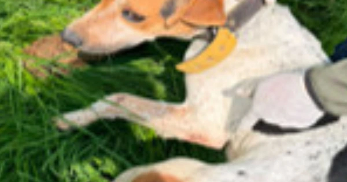 Rescate maltrato animal La Granja de Chopos Ixtapaluca Edomex (FGJEM)