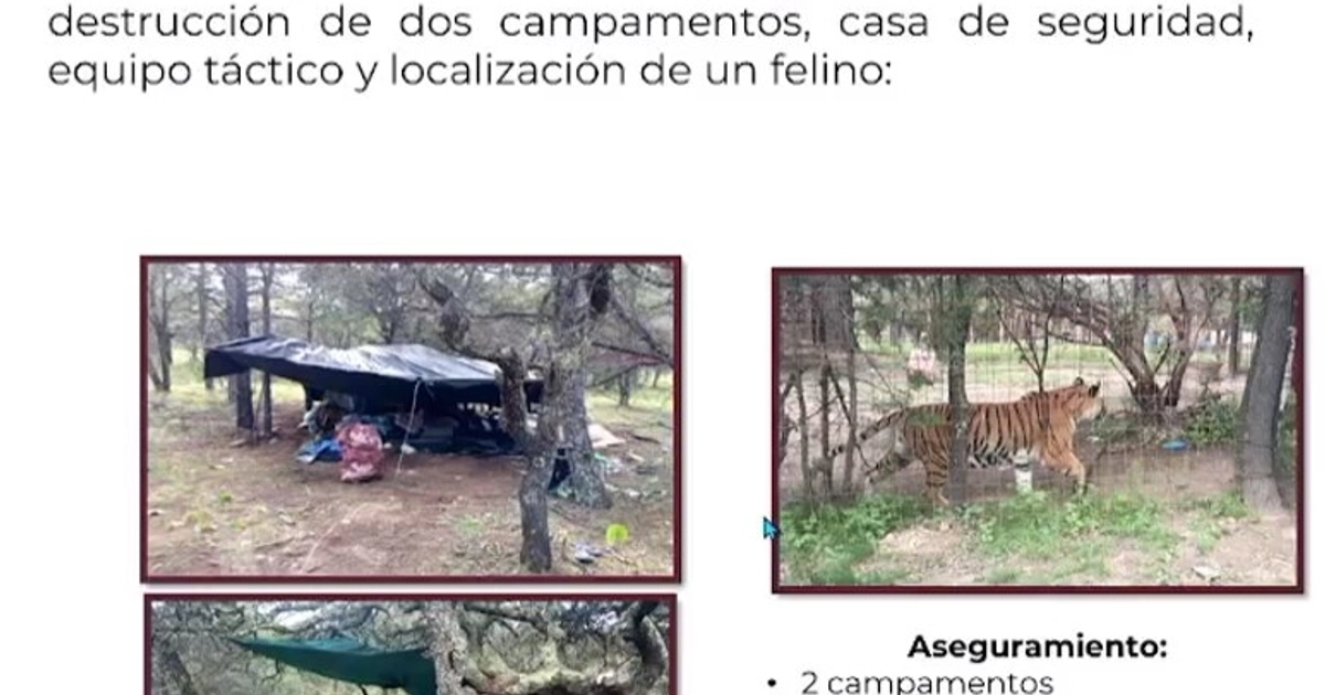 Resultados del despliegue que derivó en el hallazgo de un tigre. Crédito: Gobierno de Zacatecas