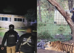 Abandonado y con deshidratación: rescatan a Tigre de Bengala en campamento del crimen organizado