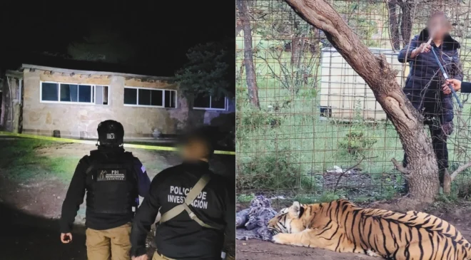 Abandonado y con deshidratación: rescatan a Tigre de Bengala en campamento del crimen organizado