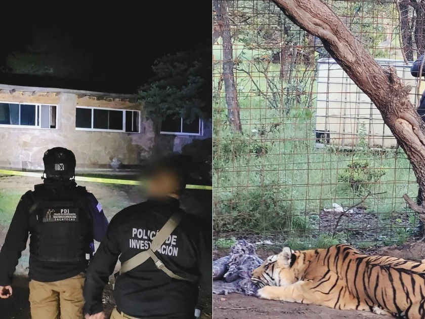 Tigre de Bengala es hallado con lesiones y deshidratación en narcocampamento de Fresnillo, Zacatecas. (Foto: Profepa)