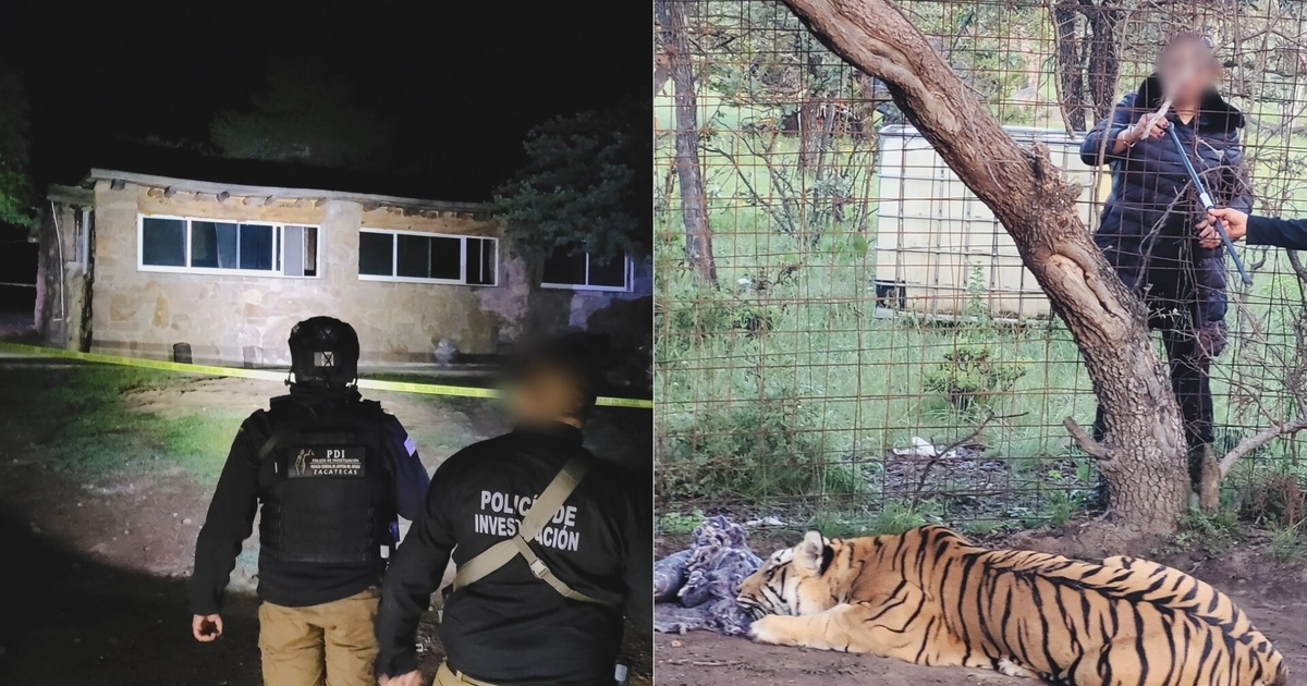 Tigre de Bengala es hallado con lesiones y deshidratación en narcocampamento de Fresnillo, Zacatecas. (Foto: Profepa)