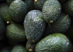 México ya exporta el 85% de aguacate de Michoacán a Estados Unidos, continúan las negociaciones bilaterales