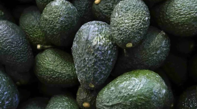 México ya exporta el 85% de aguacate de Michoacán a Estados Unidos, continúan las negociaciones bilaterales