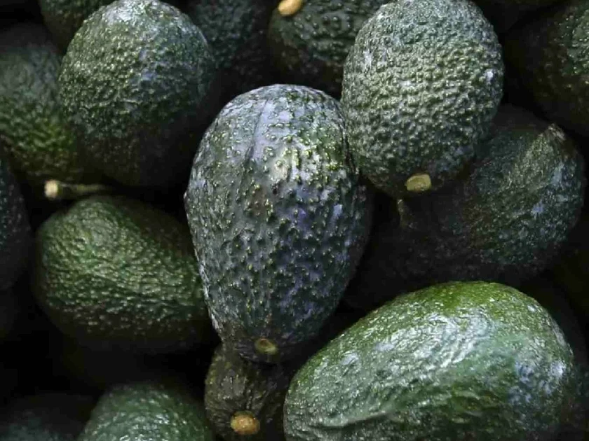 Desde 2022 a la fecha, en tres ocasiones el gobierno de EEUU frenó la importación de aguacate mexicano. Crédito: Marco Ugarte / AP