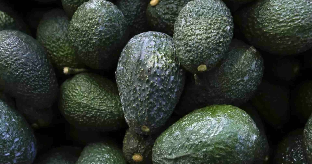 Desde 2022 a la fecha, en tres ocasiones el gobierno de EEUU frenó la importación de aguacate mexicano. Crédito: Marco Ugarte / AP
