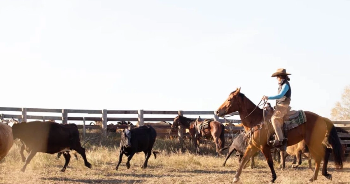 J. Storme Birdwell pastorea ganado en su rancho de Texas.