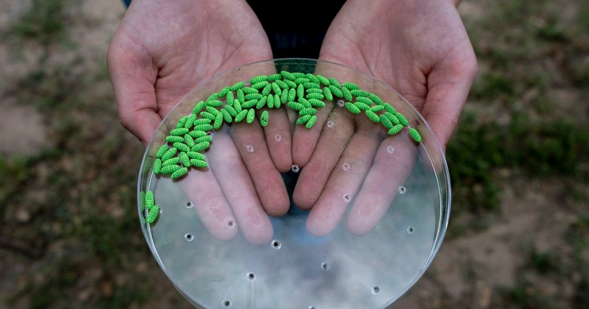 LA PRYOR, TEXAS - JUNE 11: A United States Department of Agriculture employee holds sterile New World Screwworm pupae during a press conference where a crate of 80,000 sterile NWS pupae is installed at Chapparosa Ranch on June 11, 2026 in La Pryor, Texas. The first case of New World Screwworm infection, since its eradication from the country in 1966, was reported in Texas last week by the United States Department of Agriculture. Female NWS flies only mate once in their lifespan, so releasing sterile flies in the affected areas will help suppress their ability to reproduce, according to the USDA. The sterile pupae are dyed green to distinguish sterile from non-sterile NWS flies. (Photo by Joel Angel Juarez/Getty Images)