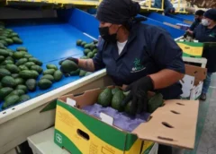 Gobernador de Michoacán busca reactivar la exportación de aguacate a EE. UU.