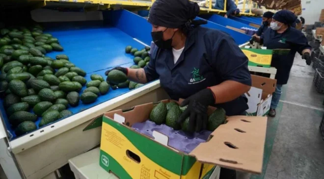 Gobernador de Michoacán busca reactivar la exportación de aguacate a EE. UU.
